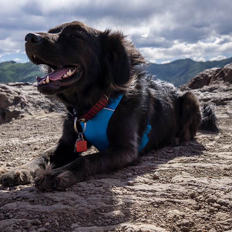 dog on a hike