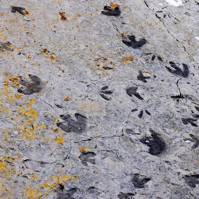 ttd_dinosaur_ridge dinosaur footprints in rock